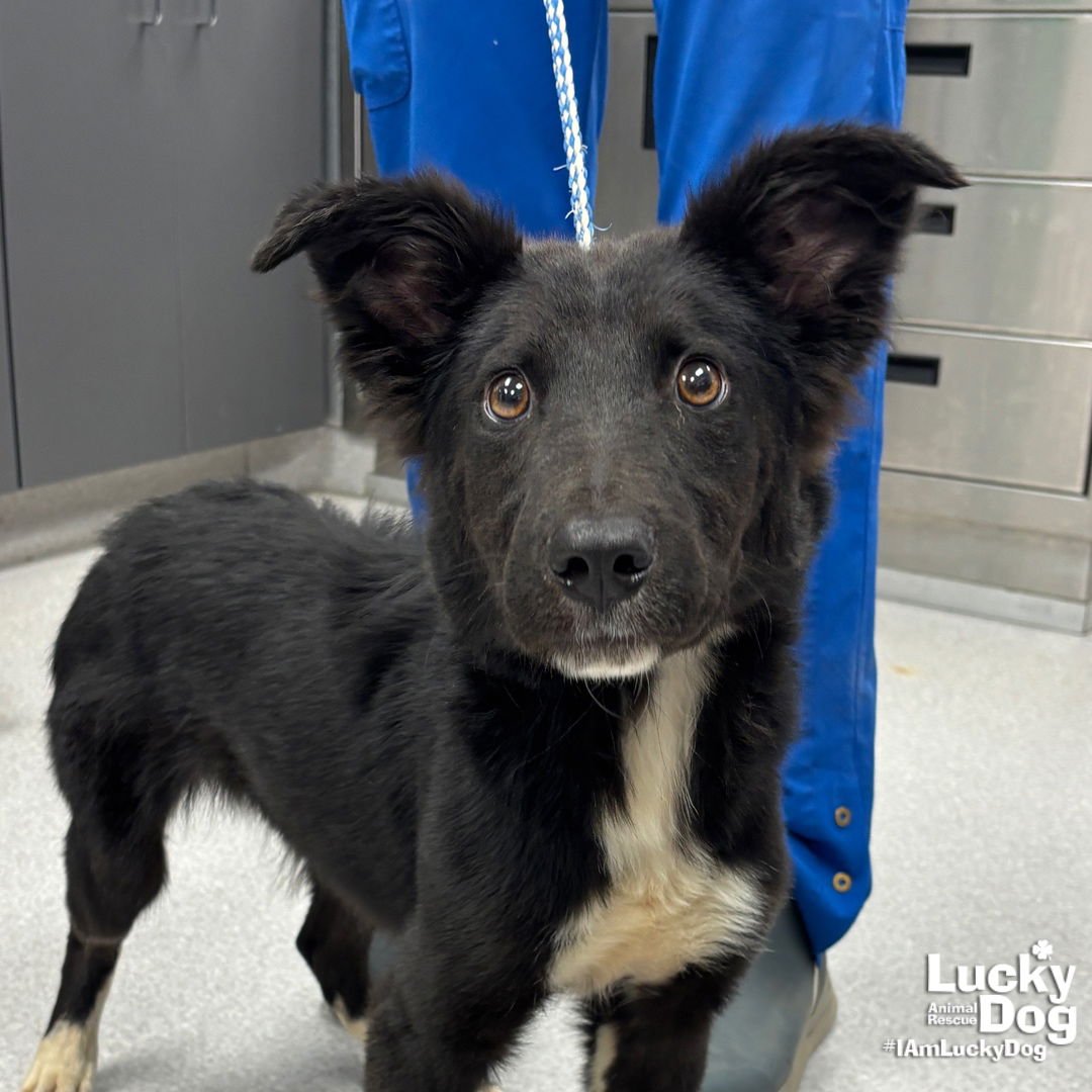 HUGO - Shetland Sheepdog Sheltie / Border Collie available for adoption
