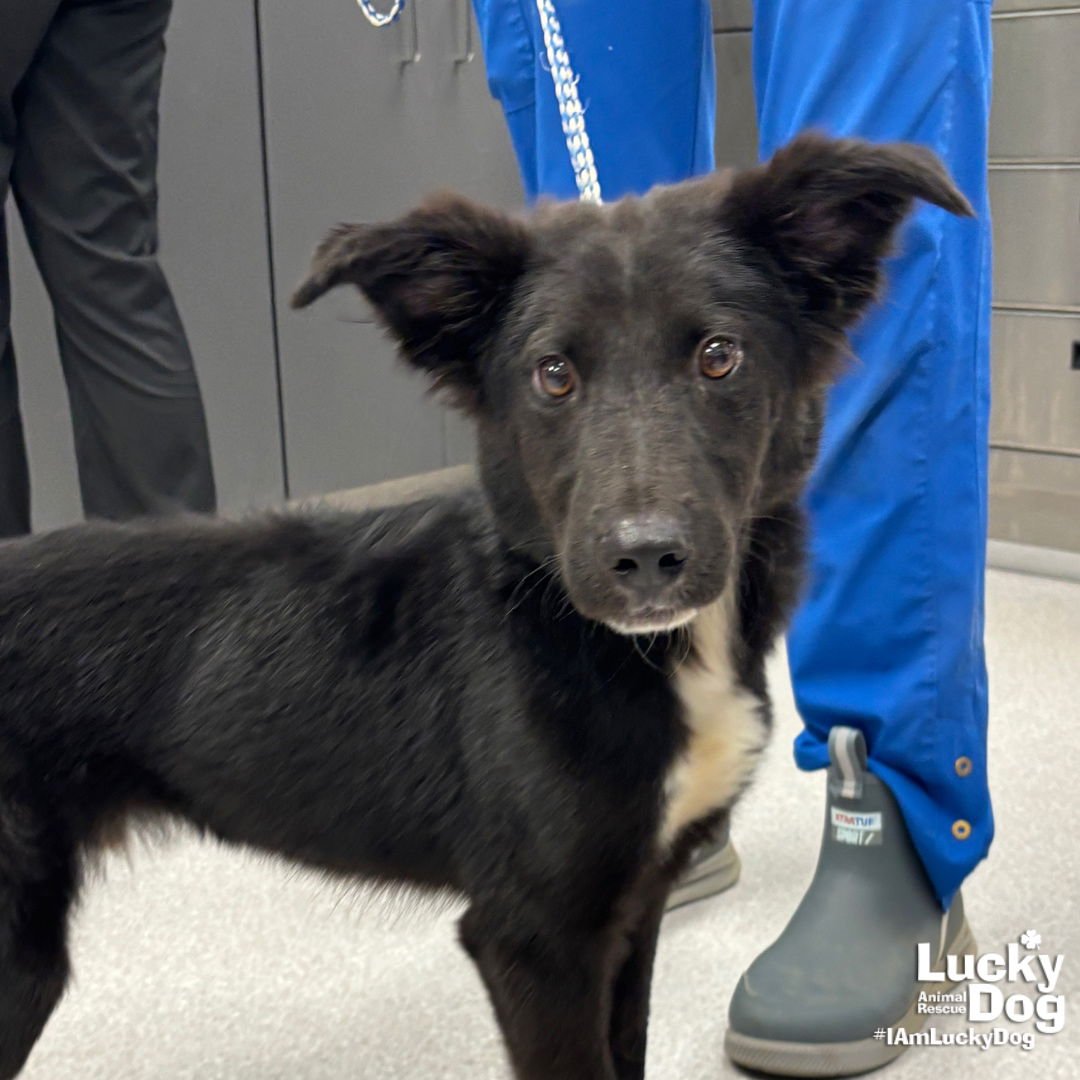 HUGO - Shetland Sheepdog Sheltie / Border Collie available for adoption