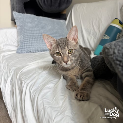 FLOYD - Domestic Short Hair available for adoption