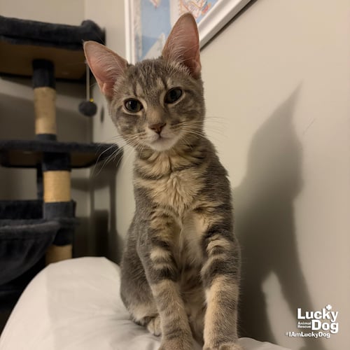 FLOYD - Domestic Short Hair available for adoption