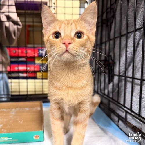 DIXIE - Domestic Short Hair available for adoption