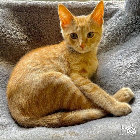 DIXIE - Domestic Short Hair available for adoption