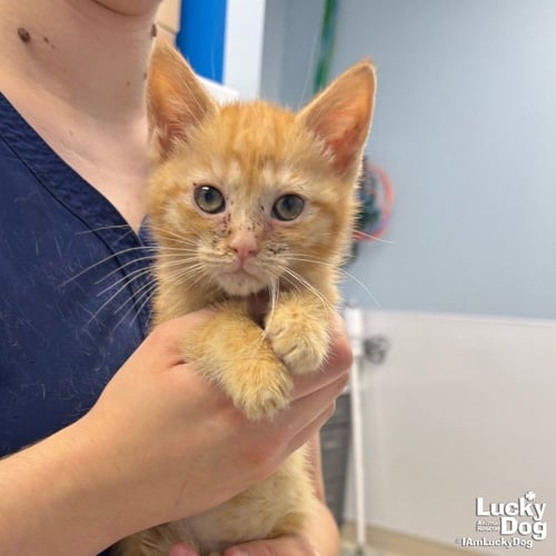 UNA - Domestic Short Hair available for adoption