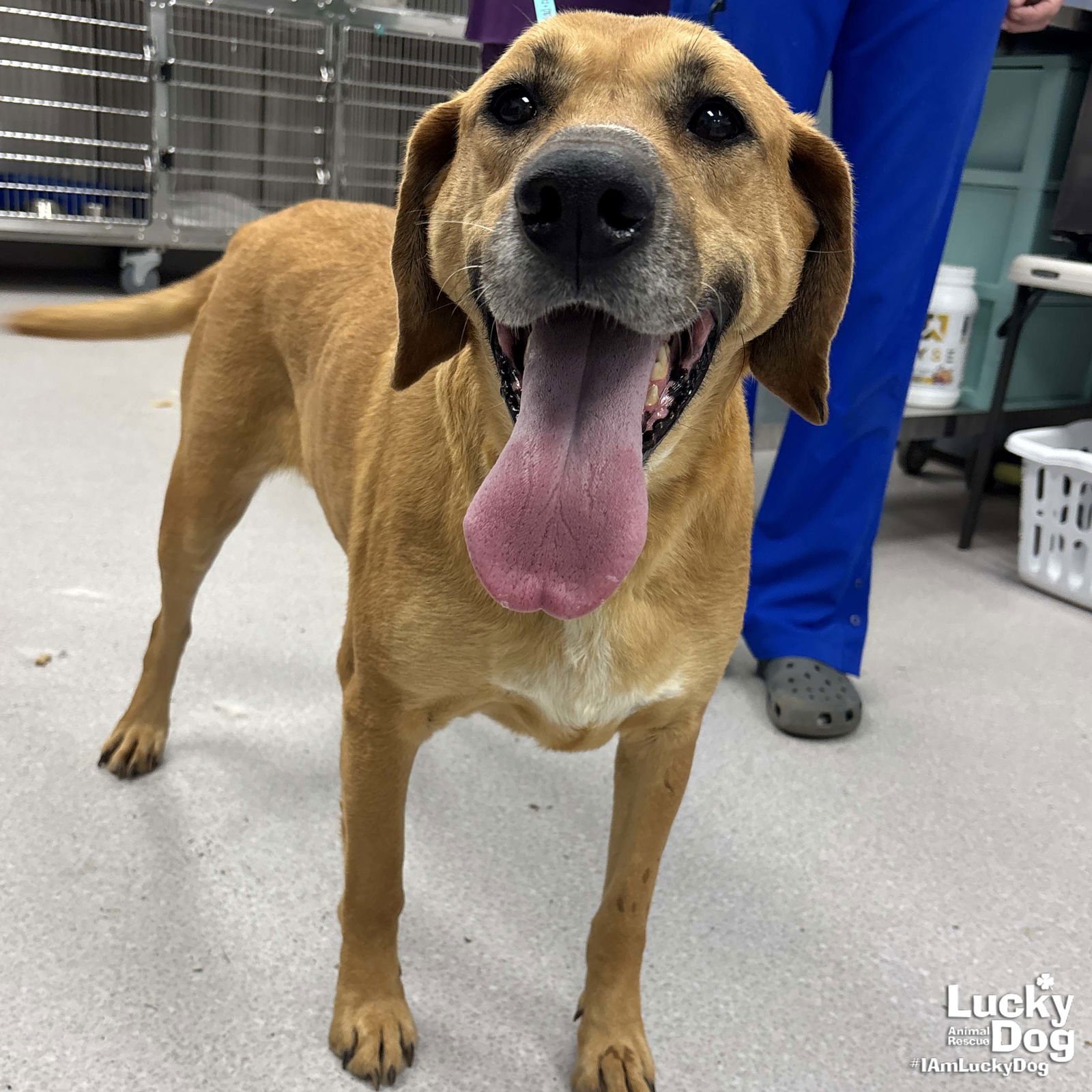 NACHO - Labrador Retriever / Retriever available for adoption