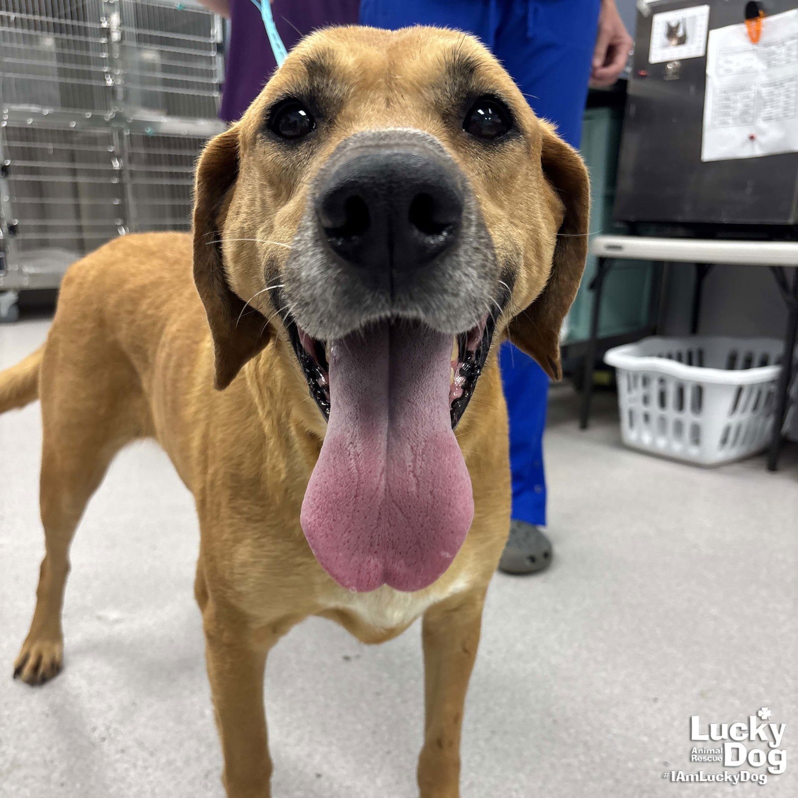 NACHO - Labrador Retriever / Retriever available for adoption