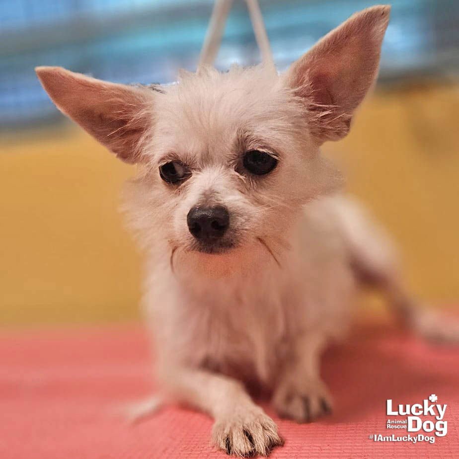 SAL - Chihuahua available for adoption