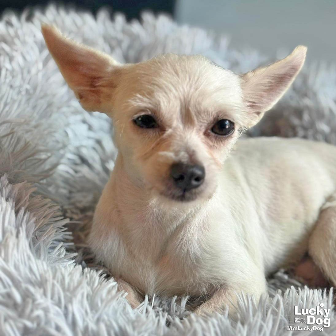 SAL - Chihuahua available for adoption