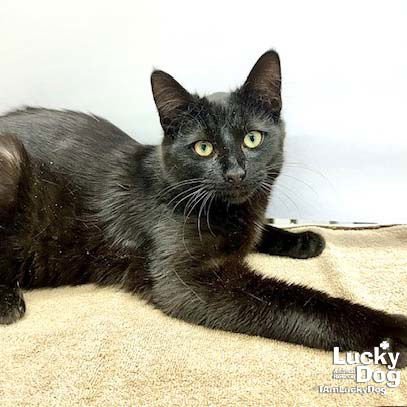 ELY - Domestic Short Hair available for adoption