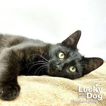 ELY - Domestic Short Hair available for adoption