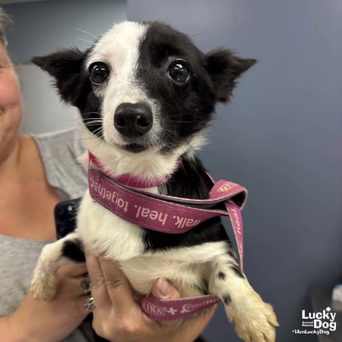 MAISIE - Jack Russell Terrier available for adoption
