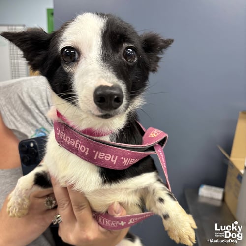 MAISIE - Jack Russell Terrier available for adoption