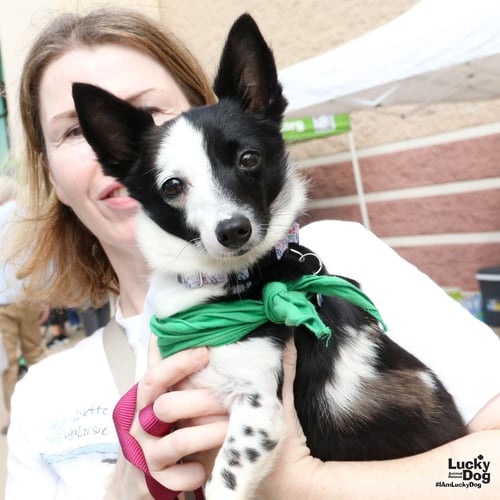 MAISIE - Jack Russell Terrier available for adoption