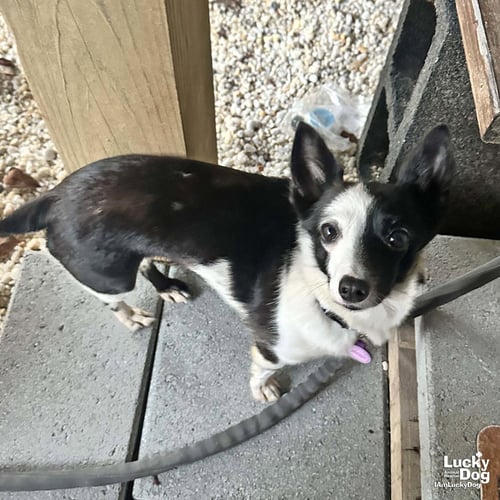 MAISIE - Jack Russell Terrier available for adoption