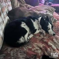 Maisie - Photo 3