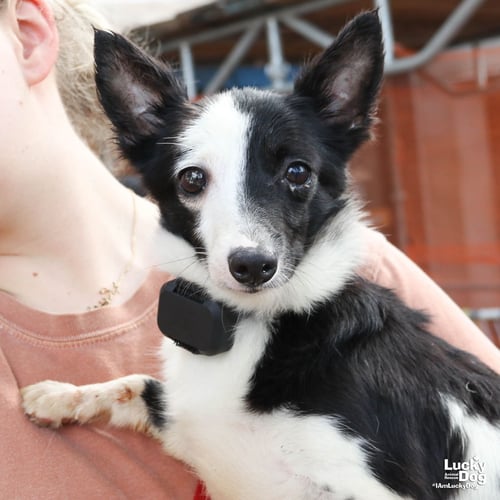 MAISIE - Jack Russell Terrier available for adoption