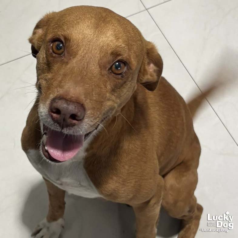 FREDDIE - Labrador Retriever available for adoption