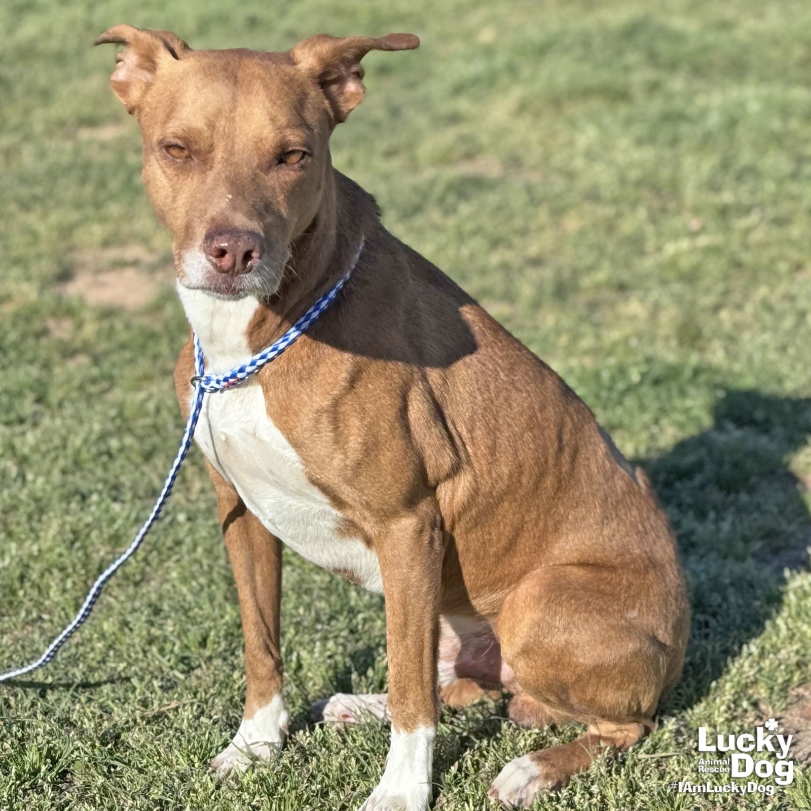 FREDDIE - Labrador Retriever available for adoption