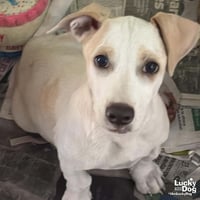 Mr. Huckleberry - Photo 1