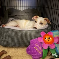 Mr. Huckleberry - Photo 3