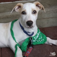 Mr. Huckleberry - Photo 1