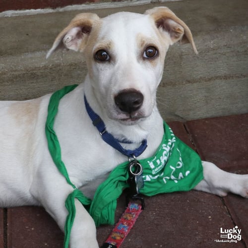 MR. HUCKLEBERRY - Labrador Retriever / Dachshund available for adoption