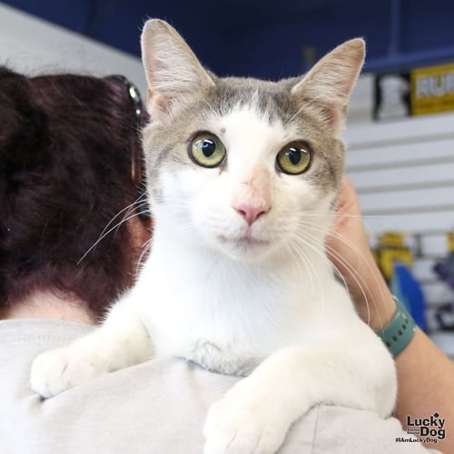 CYPRESS - Domestic Short Hair for adoption in Washington