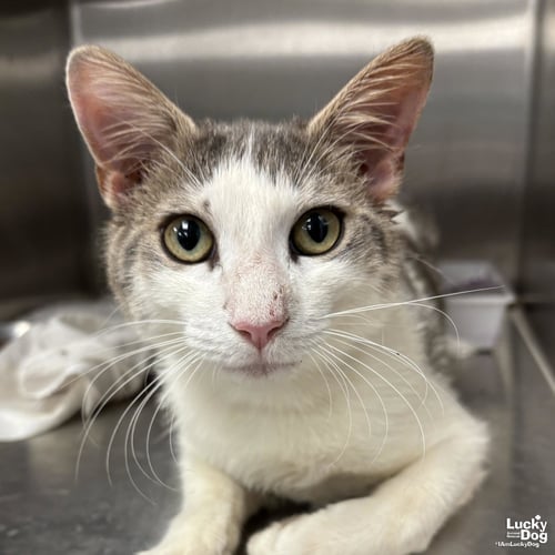 CYPRESS - Domestic Short Hair available for adoption