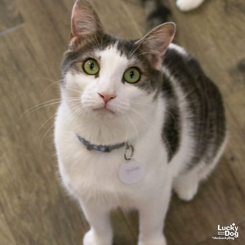 CYPRESS - Domestic Short Hair available for adoption