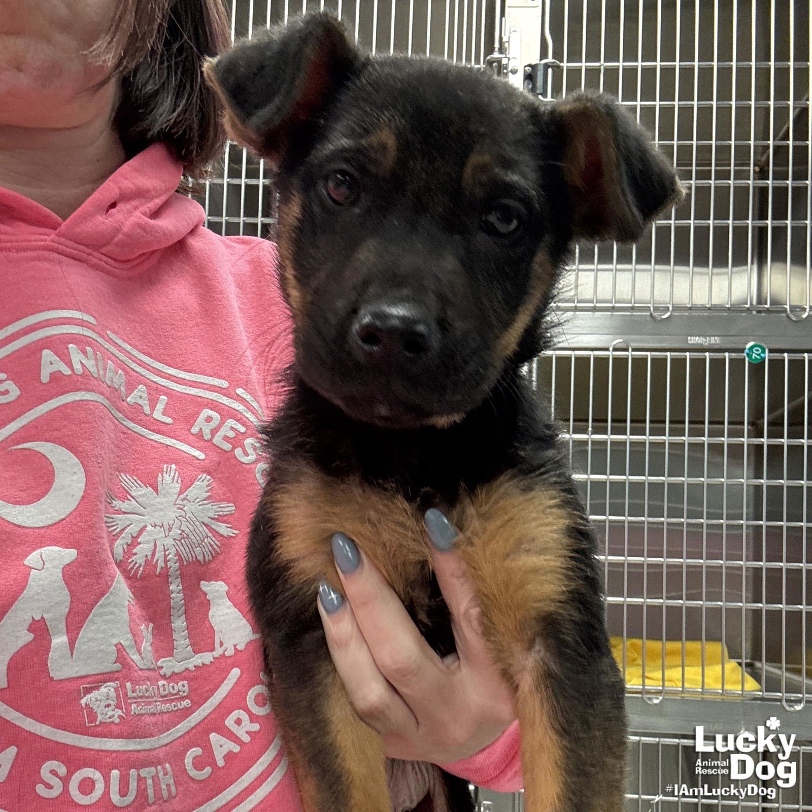 MOOKIE - Shepherd available for adoption