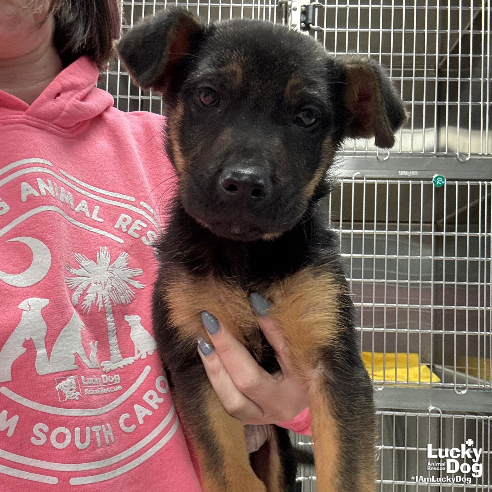 MOOKIE - Shepherd available for adoption