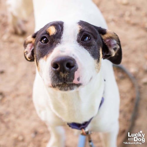 BUGATTI - Jack Russell Terrier / Coonhound available for adoption