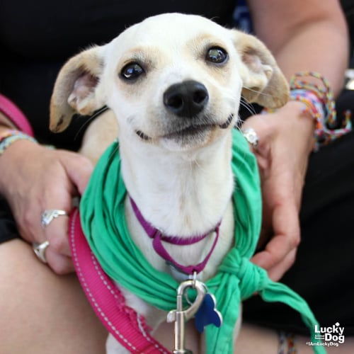 COCA - Chihuahua / Dachshund available for adoption