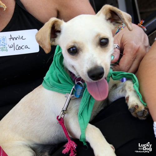 COCA - Chihuahua / Dachshund available for adoption