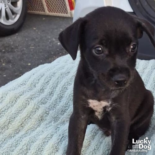 NIKO - Labrador Retriever available for adoption