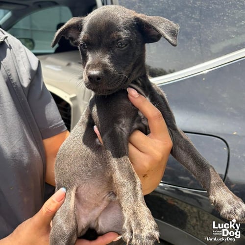 NIKO - Labrador Retriever available for adoption