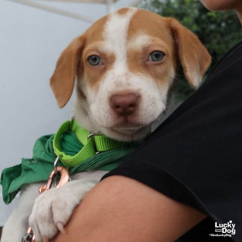 TYNA - Terrier available for adoption