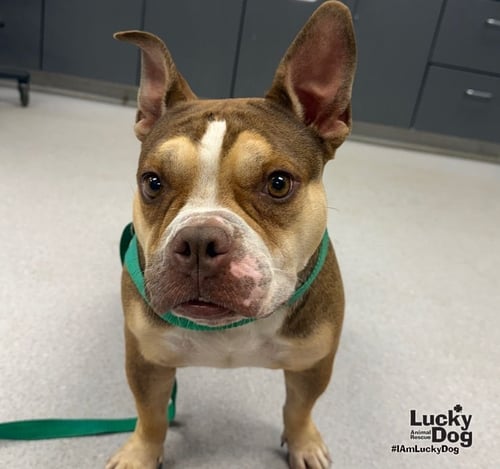 SIMONE - English Bulldog / French Bulldog available for adoption