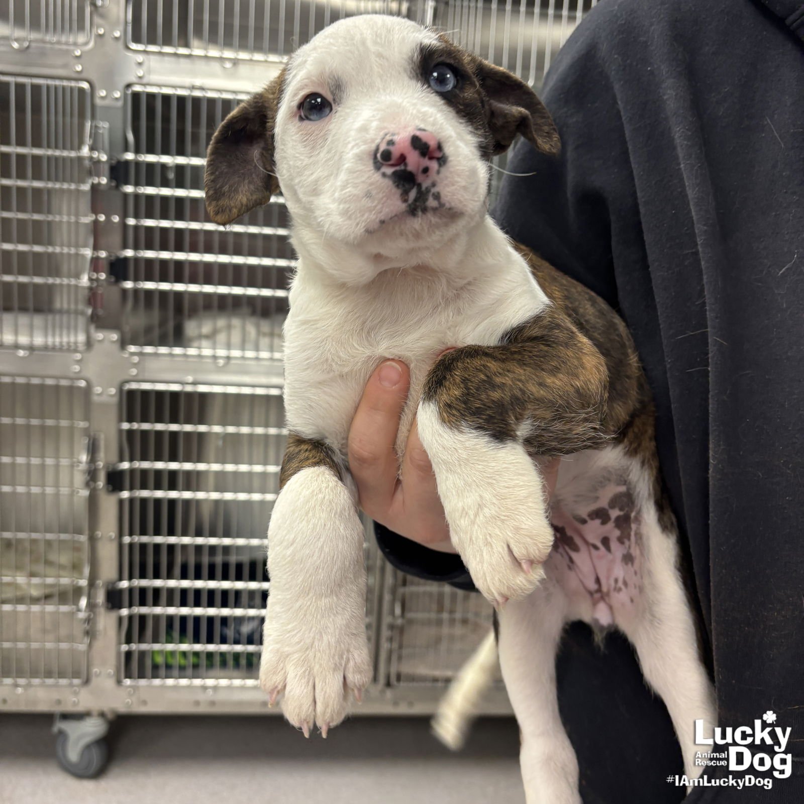 JACEY - Terrier available for adoption