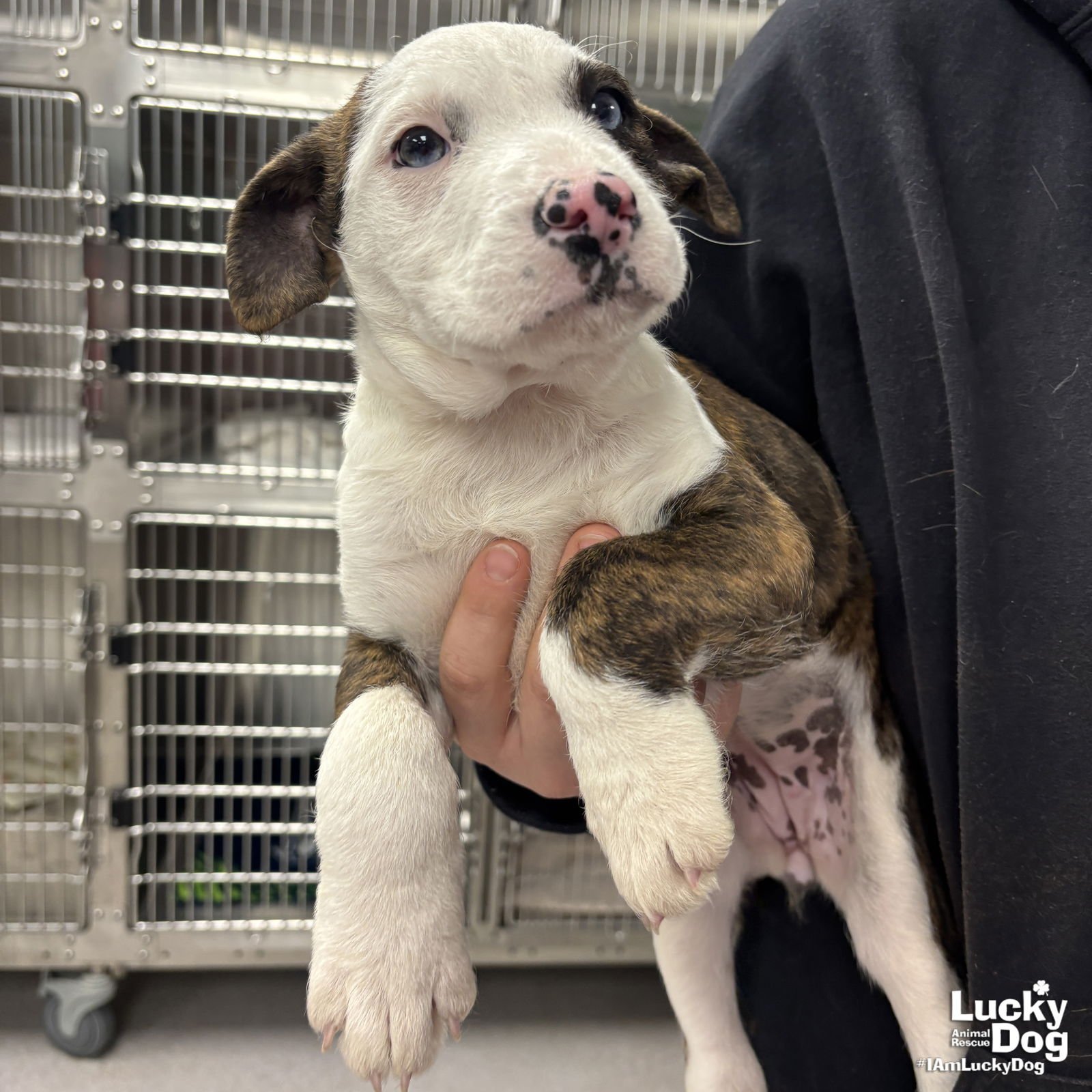 JACEY - Terrier available for adoption