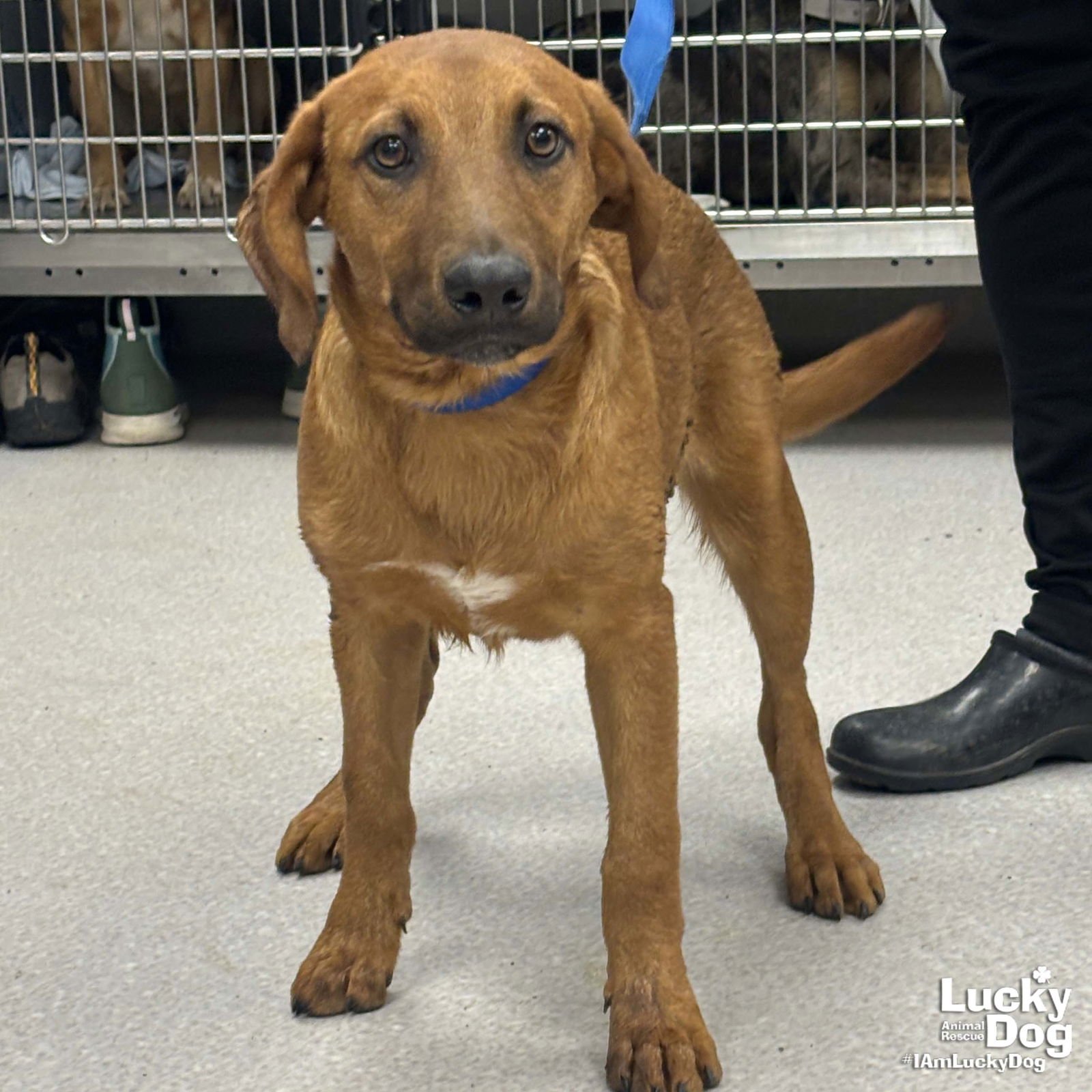 RED - Australian Shepherd available for adoption