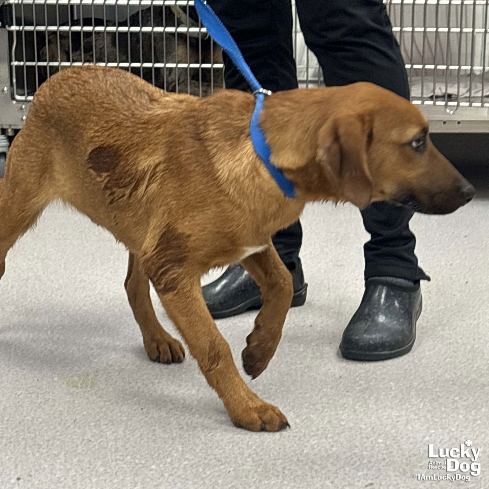 RED - Australian Shepherd available for adoption