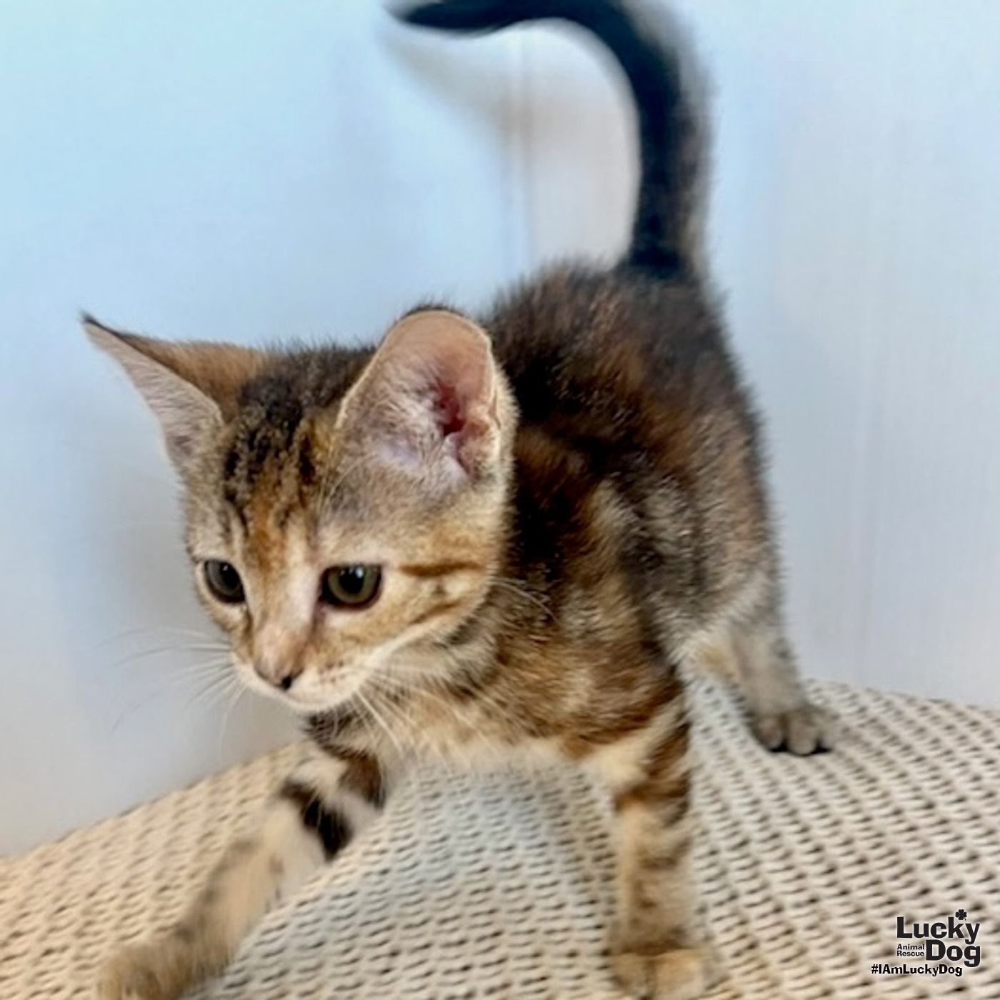 HOLLAND - Domestic Short Hair available for adoption