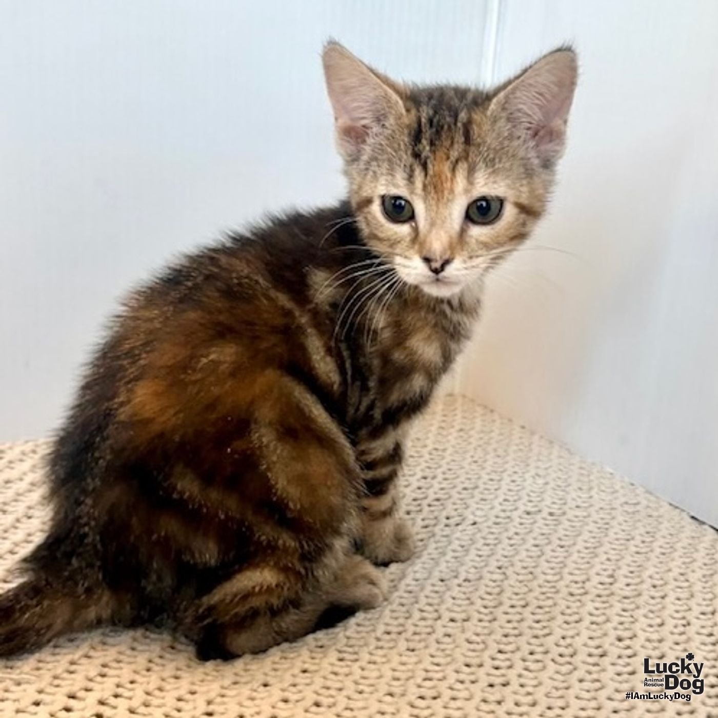 HOLLAND - Domestic Short Hair available for adoption