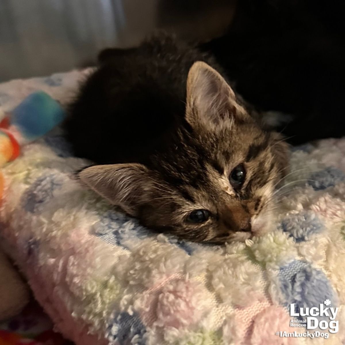 HAZEL - Domestic Short Hair / Tabby available for adoption