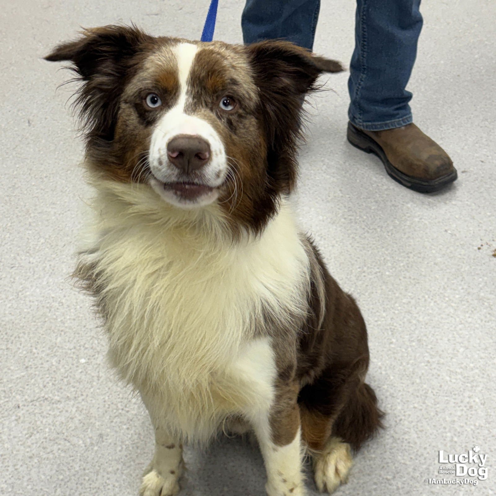 MURLE - Australian Shepherd available for adoption