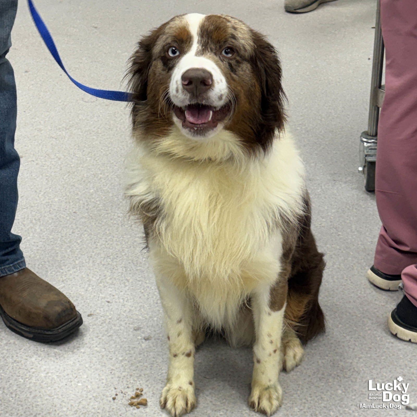 MURLE - Australian Shepherd available for adoption