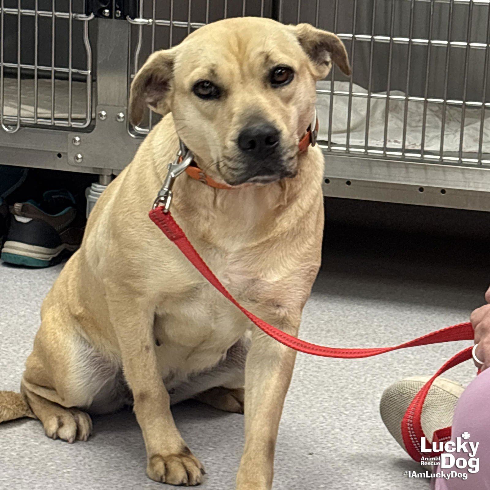 BRANDICE - Shepherd / Retriever available for adoption