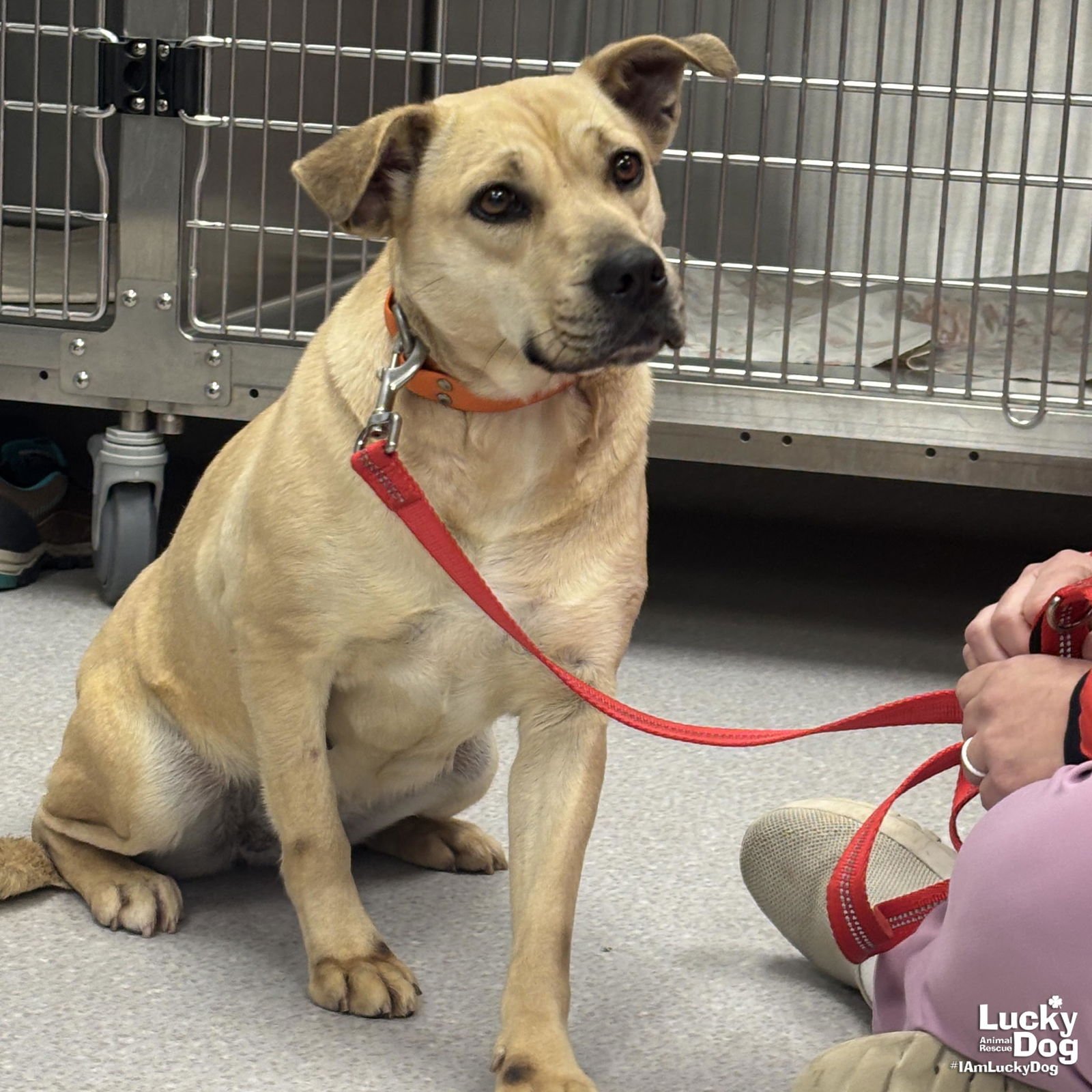 BRANDICE - Shepherd / Retriever available for adoption