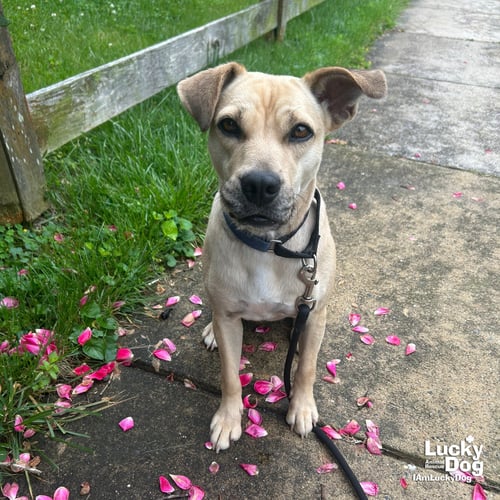 BRANDICE - Shepherd / Retriever available for adoption