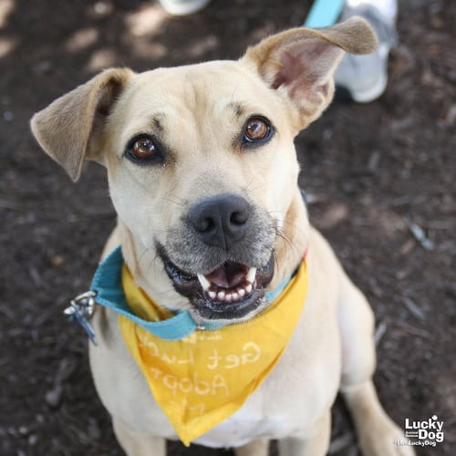 BRANDICE - Shepherd / Retriever for adoption in Washington